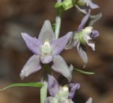 Epipactis helleborine subspecies degenii. Цветки с сидящей плодовой мушкой. Греция, Пиерия, Олимп (Όλυμπος). 20.07.2014.