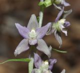 Epipactis helleborine подвид degenii. Цветки с сидящей плодовой мушкой. Греция, Пиерия, Олимп (Όλυμπος). 20.07.2014.