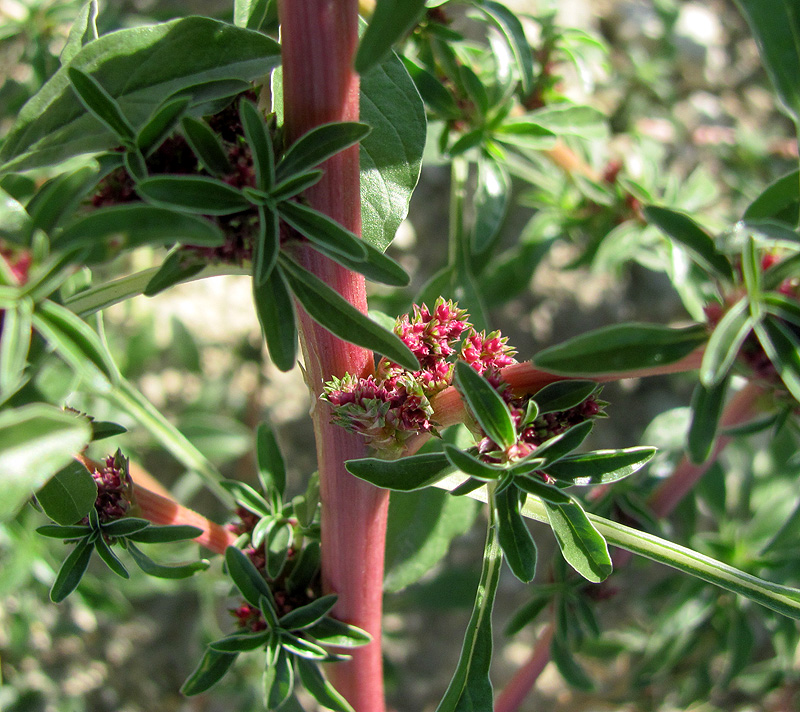 Image of Amaranthus graecizans specimen.