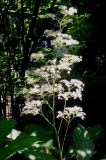 Rodgersia aesculifolia. Соцветие. Германия, г. Дюссельдорф, Ботанический сад университета. 03.06.2014.