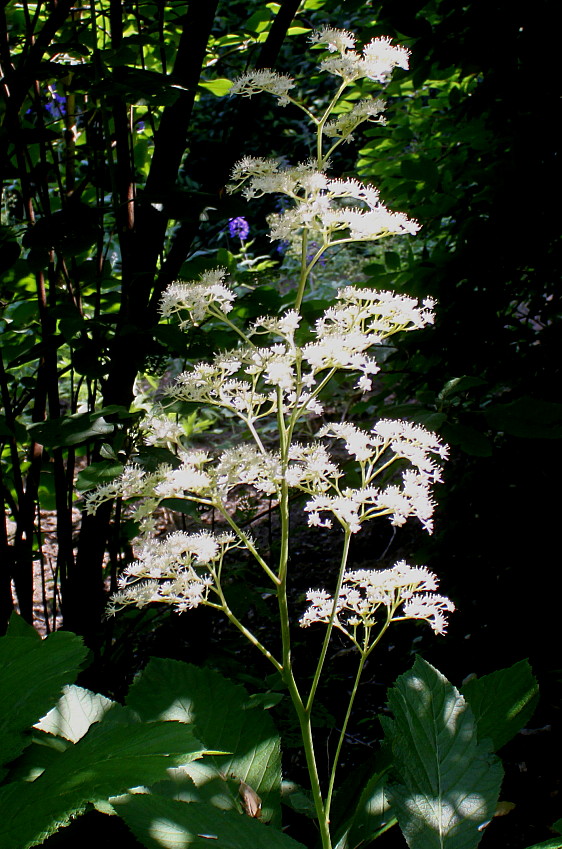 Изображение особи Rodgersia aesculifolia.