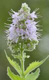 Mentha longifolia