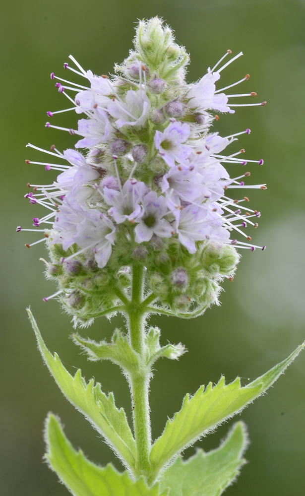 Изображение особи Mentha longifolia.