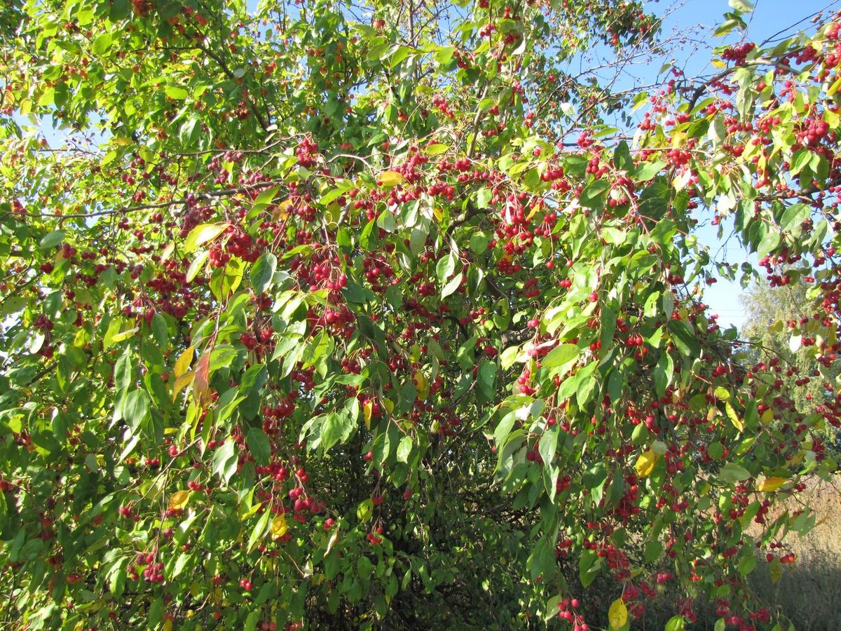 Image of Malus prunifolia specimen.