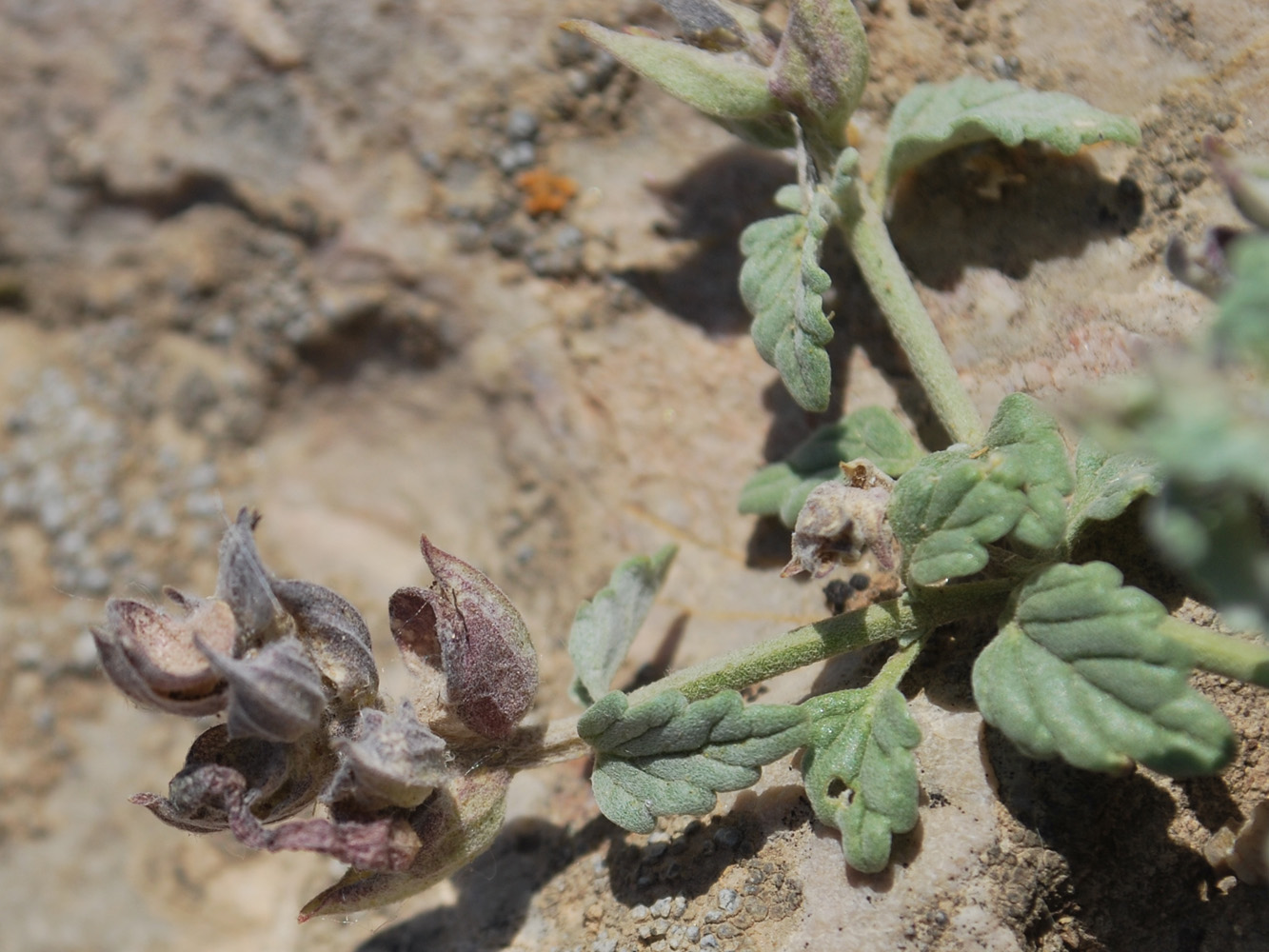 Image of Scutellaria comosa specimen.