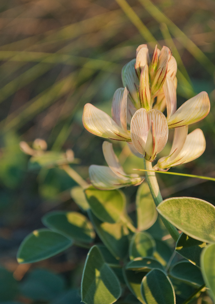 Изображение особи Hedysarum splendens.