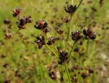 Juncus alpino-articulatus. Часть соплодия. Иркутская обл., Иркутский р-н, окр. пос. Позднякова, берег р. Куда. 11.08.2014.