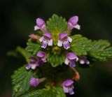 Galeopsis bifida. Верхушка цветущего растения. Московская обл., Раменский р-н, окр. ж.-д. платформы Хрипань, просека под ЛЭП. 06.07.2014.