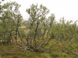 Betula czerepanovii. Дерево на верхней границе лесотундры. Окрестности Мурманска, северный склон Лисьей сопки. Конец августа.