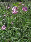 Epilobium hirsutum