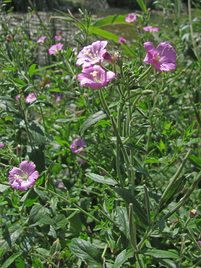 Изображение особи Epilobium hirsutum.