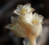 Hypopitys monotropa. Соцветие. Внутренняя сторона околоцветника опушена. Крым, Чатырдаг, 23.07.2009.