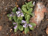 Pennellianthus frutescens