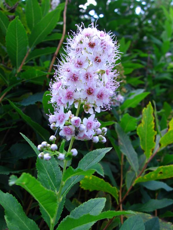 Изображение особи Spiraea salicifolia.