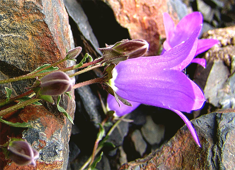 Изображение особи Campanula petrophila.