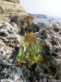 Crithmum maritimum