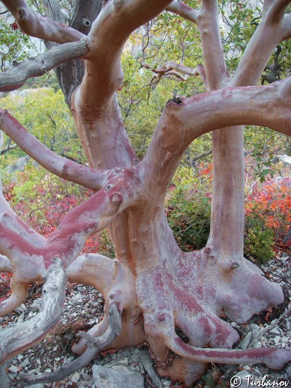 Изображение особи Arbutus andrachne.