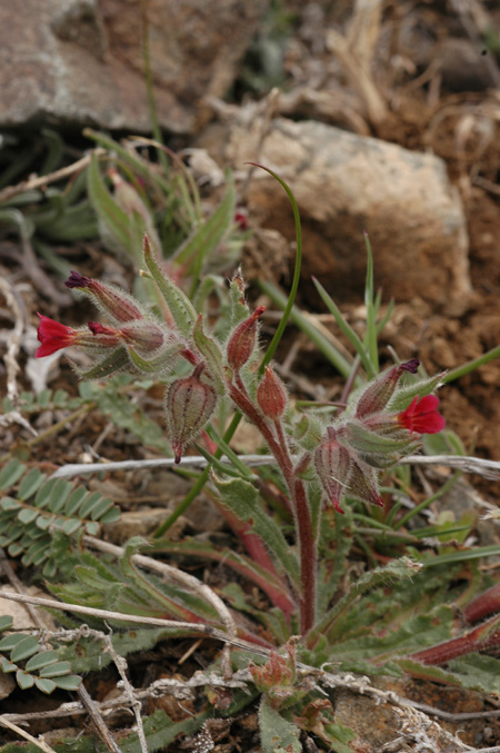 Image of Nonea caspica specimen.