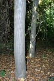 Tilia mongolica