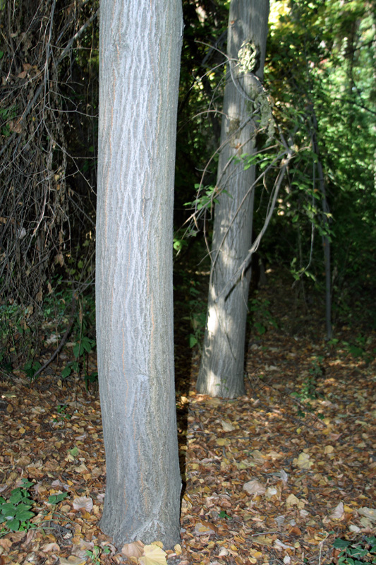 Image of Tilia mongolica specimen.
