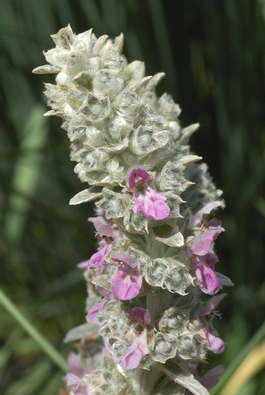 Image of Stachys byzantina specimen.