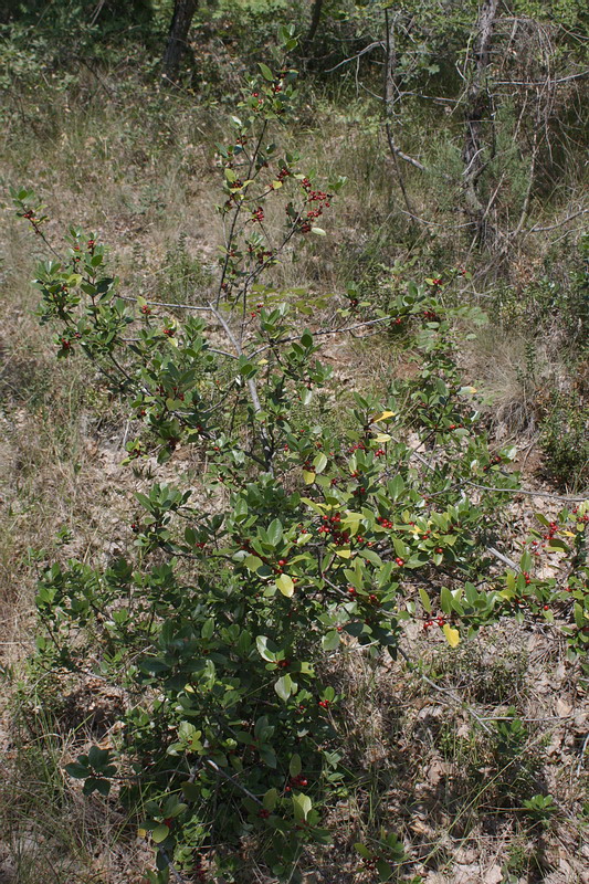 Image of Rhamnus alaternus specimen.