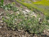 Alyssum alyssoides