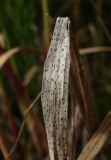 Calamagrostis langsdorffii