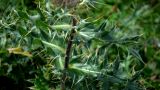 Cirsium pugnax. Стебель и листья.Адыгея, плато Лаго-Наки. 17.09.2015.
