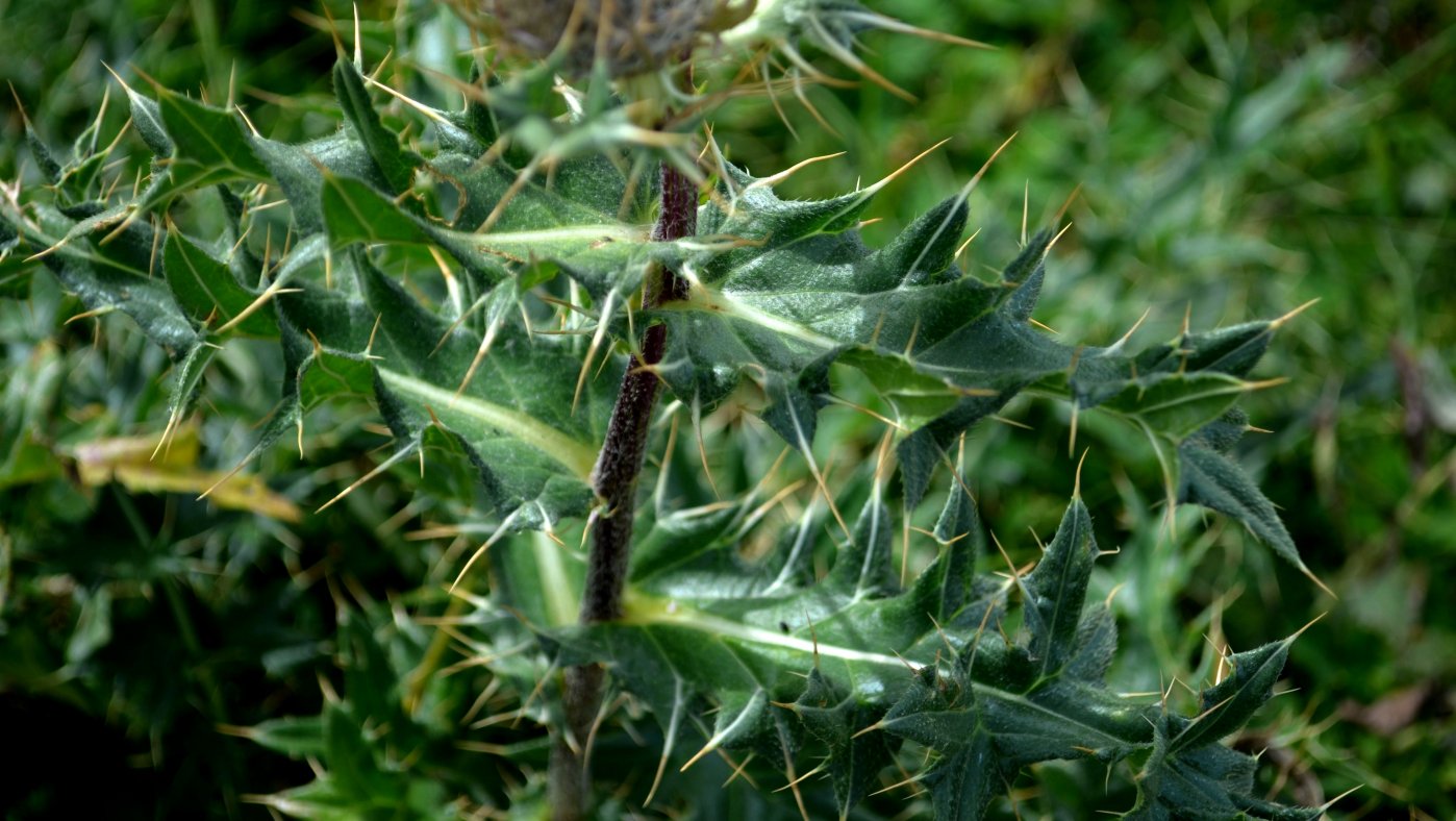 Image of Cirsium pugnax specimen.