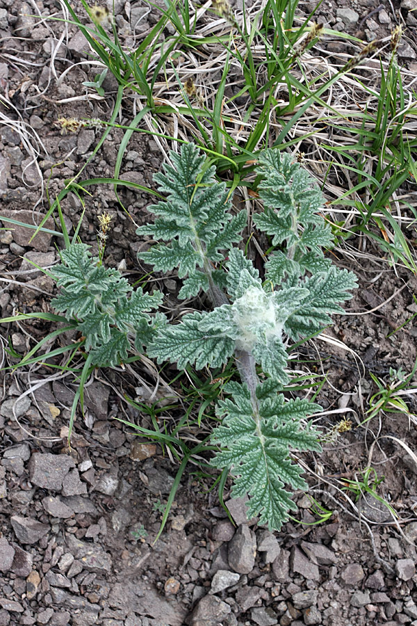 Image of Phlomoides speciosa specimen.