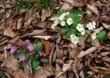 Primula vulgaris