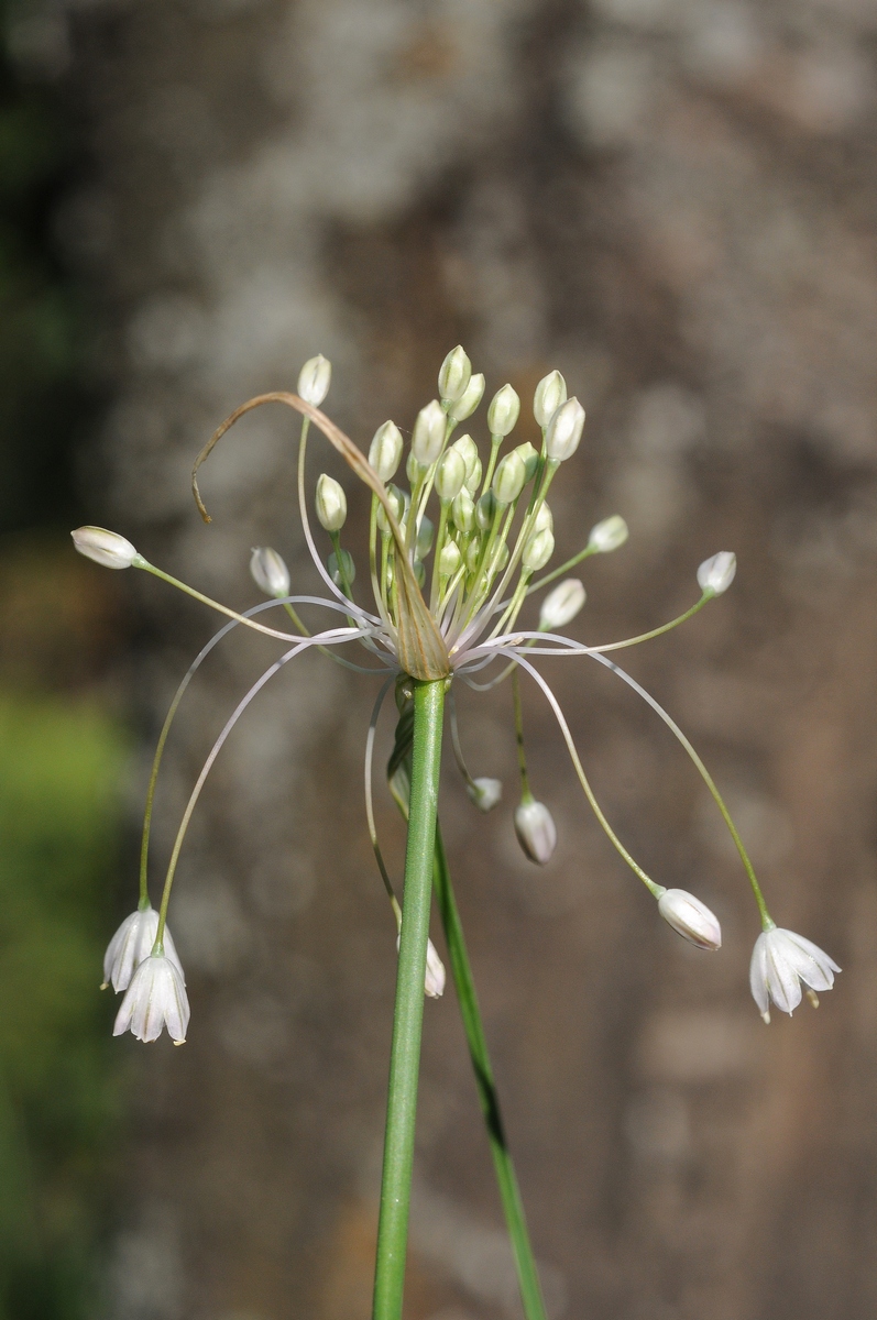 Изображение особи Allium paniculatum.