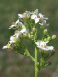 Crambe aspera. Цветки. Крым, Сакский р-н, нарушенная степь в окр. с. Карьерное. 7 мая 2015 г.