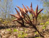 Rhododendron luteum