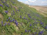 Muscari neglectum