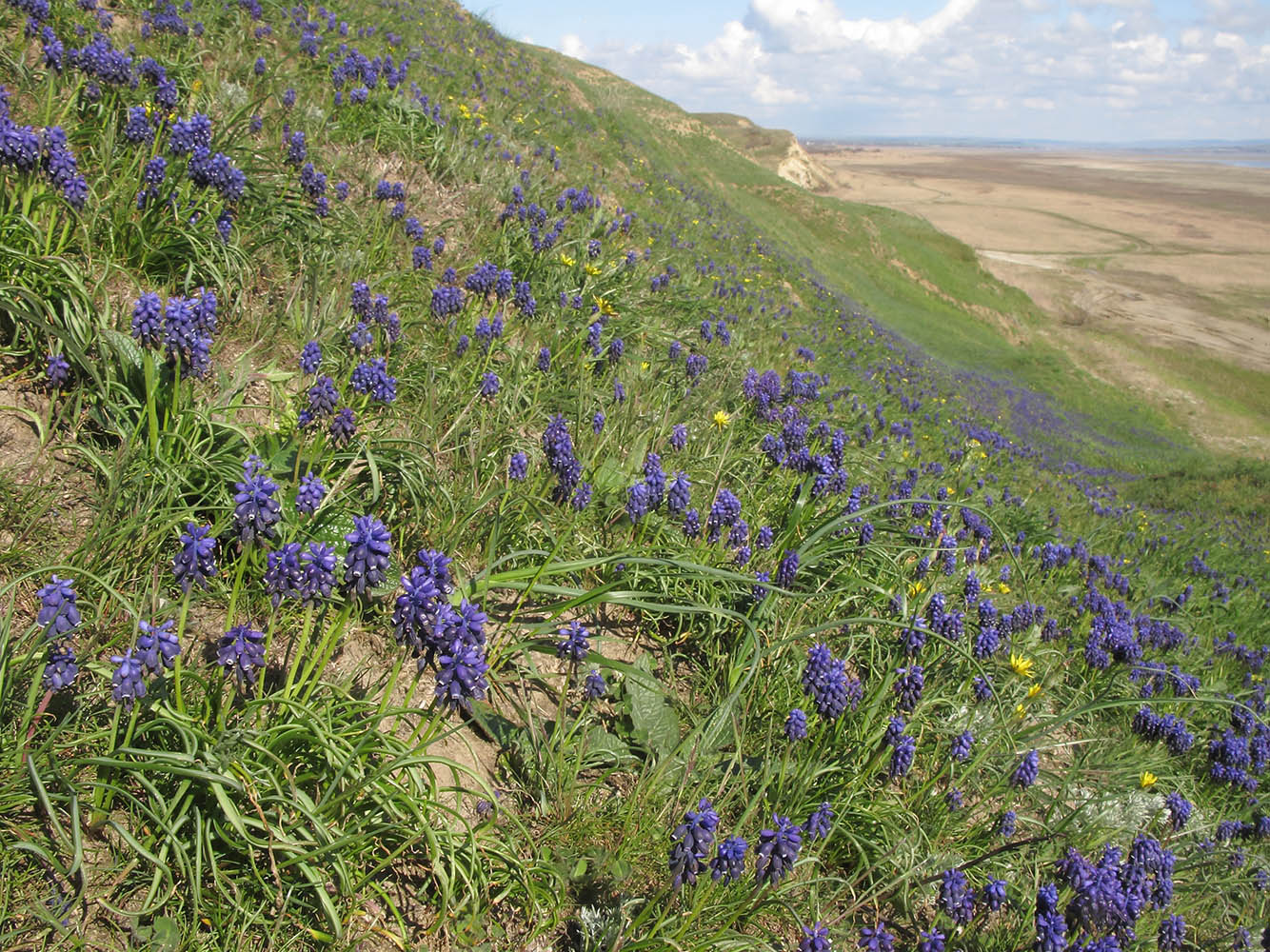 Изображение особи Muscari neglectum.