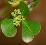 Rhus laevigata. Лист и соцветие. Израиль, Шарон, пос. Кфар Шмариягу, в культуре в живой изгороди. 18.02.2014.