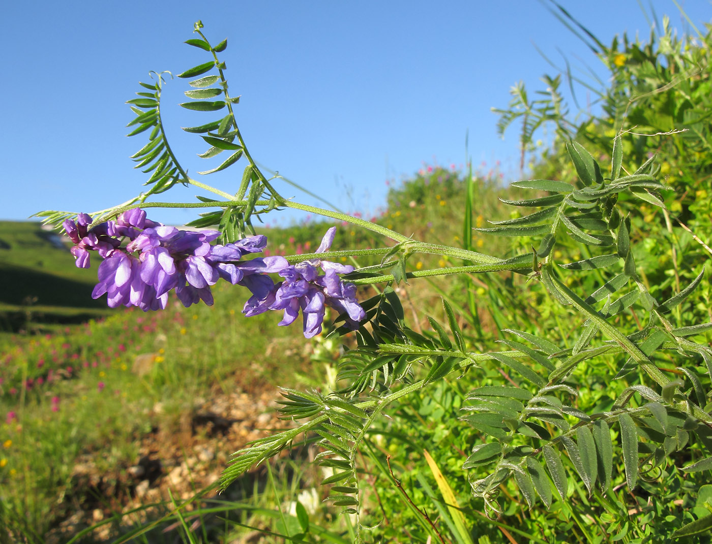 Изображение особи Vicia grossheimii.