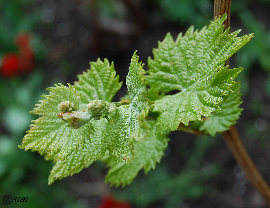 Изображение особи Vitis vinifera.