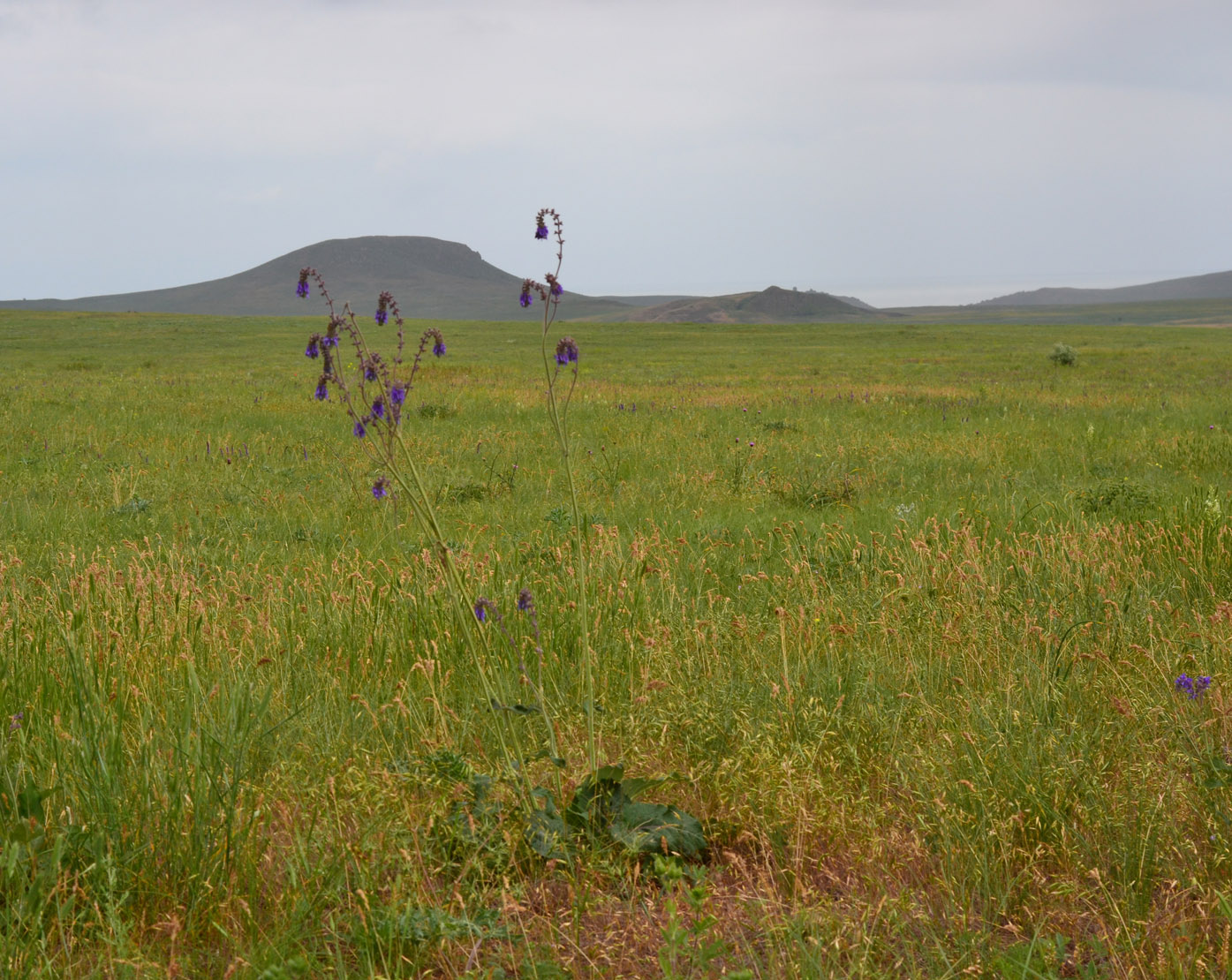 Изображение особи Salvia nutans.