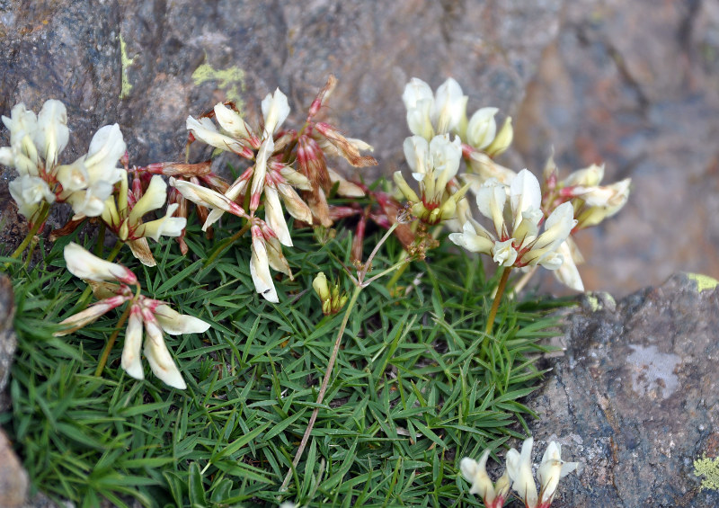 Изображение особи Trifolium polyphyllum.