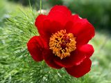 Paeonia tenuifolia