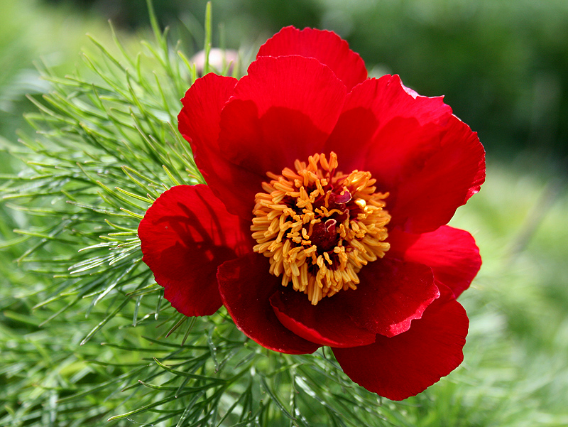 Изображение особи Paeonia tenuifolia.