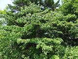 Bothrocaryum controversum. Взрослое дерево. Курильские о-ва, Кунашир, окр. дачного пос. Третьяково. 20 июля 2015 г.