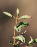 Lonicera microphylla. Верхушка побега с поражёнными листьями. Казахстан, Восточно-Казахстанская обл., Зыряновский р-н, окр. пос. Новая Бухтарма, правый берег Бухтарминского вдхр., остепнённый склон сопки, между камней. 04.08.2015.