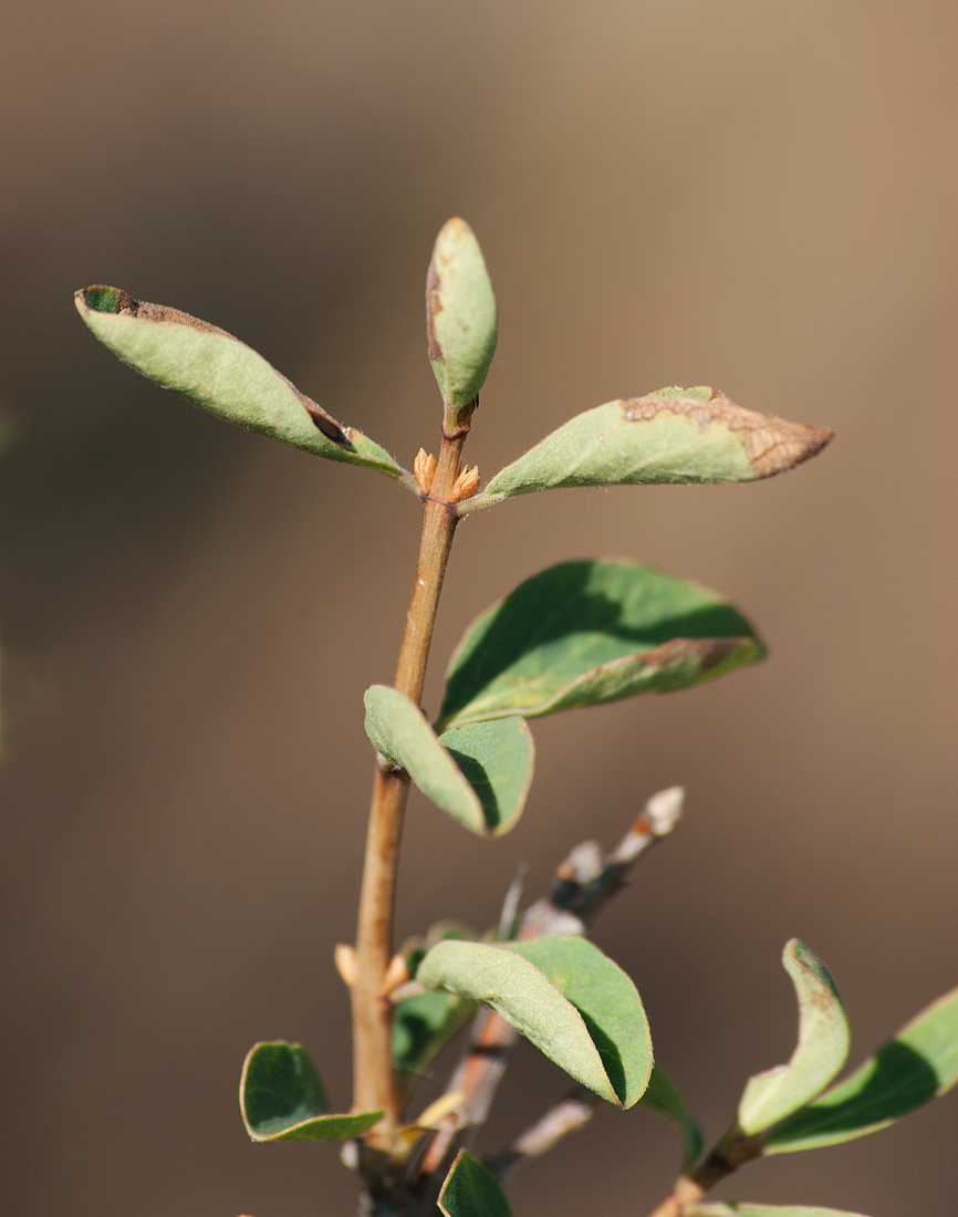 Изображение особи Lonicera microphylla.