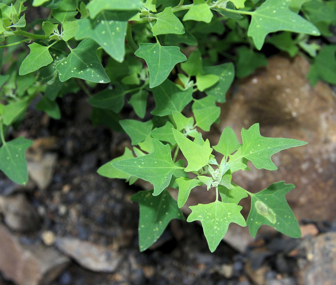 Изображение особи Chenopodium bryoniifolium.