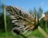 Image of taxon representative. Author is Геннадий Окатов
