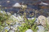 genus Cerastium